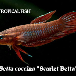 Betta coccina - Scarlet Betta