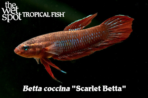 Betta coccina - Scarlet Betta
