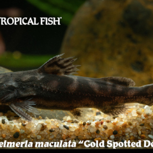 Batrochoglanis raninus - Gold Spotted Doradid