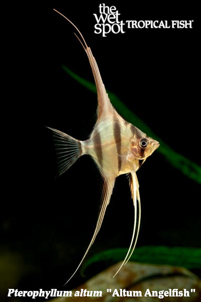 Pterophyllum altum - Altum Angelfish