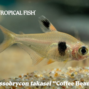 Hyphessobrycon takasei - Coffee Bean Tetra