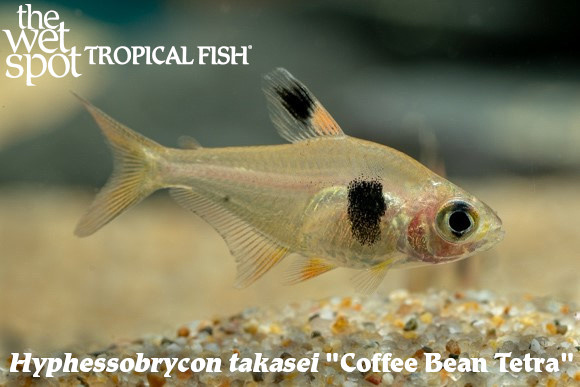 Hyphessobrycon takasei - Coffee Bean Tetra
