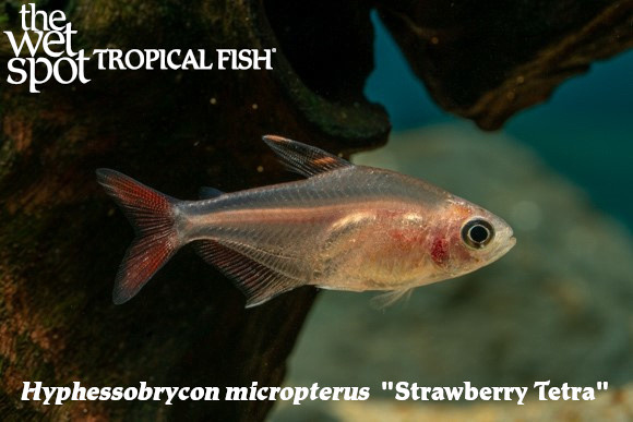 Hyphessobrycon micropterus - Strawberry Tetra Fish