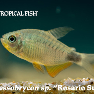 Hyphessobrycon sp. - LaCorte Rosario Sunset Fish