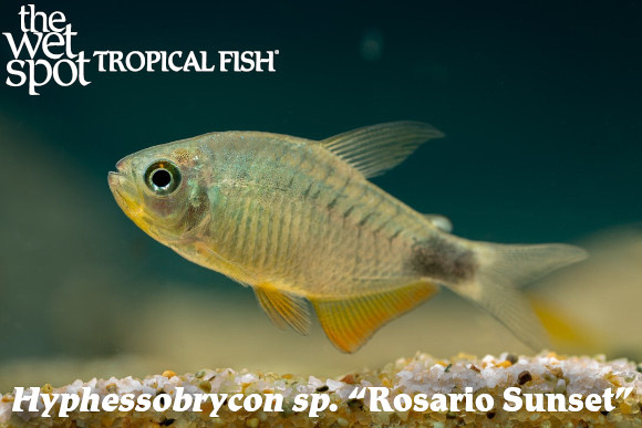 Hyphessobrycon sp. - LaCorte Rosario Sunset Fish