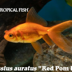 Carassius auratus - Red Pom Pom Fish