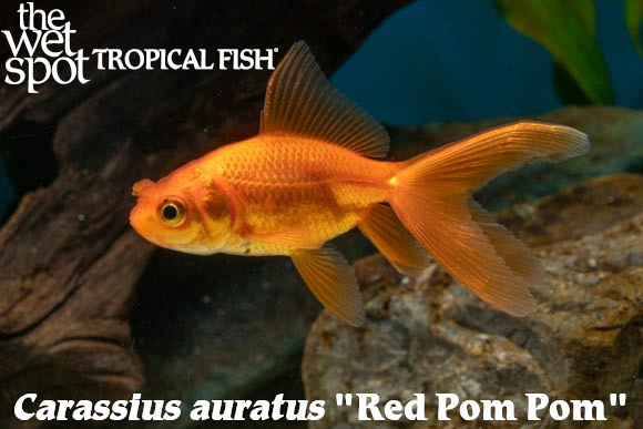 Carassius auratus - Red Pom Pom Fish
