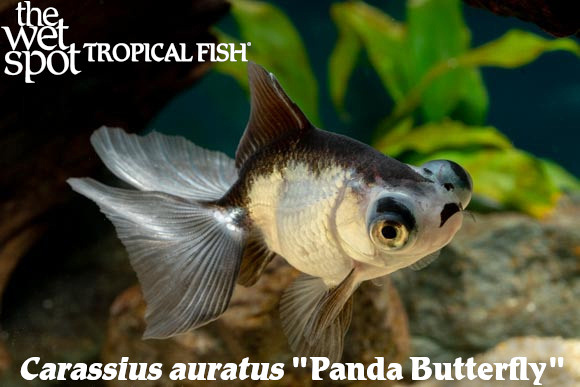 Carassius auratus - Panada Butterfly fish