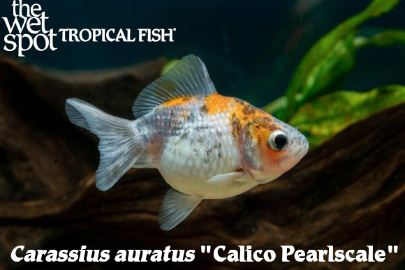 Carassius auratus - Calico Pearlscale