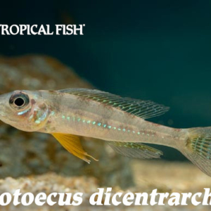 Biotoecus dicentrarchus