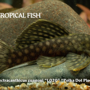 Spectracanthicus zuanoni - Polka Dot Pleco Fish