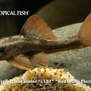 Hypostomus soniae - Red Bruno Pleco Fish