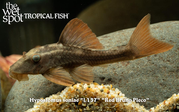 Hypostomus soniae - Red Bruno Pleco Fish