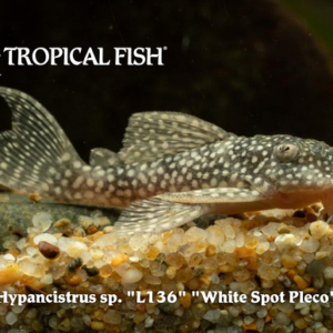 Hypancistrus sp. - White Spot Pleco Fish
