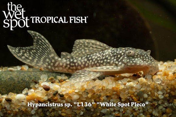 Hypancistrus sp. - White Spot Pleco Fish