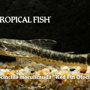 Parotocinclus maculicauda - Red Fin Otocinclus Fish