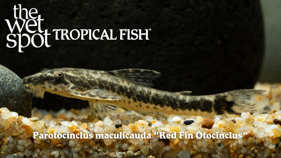 Parotocinclus maculicauda - Red Fin Otocinclus Fish