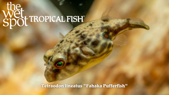 Tetraodon lineatus Fahaka Pufferfish