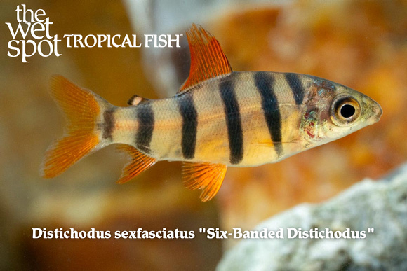 Distichodus sexfasciatus - Six Banded Distichodus Fish