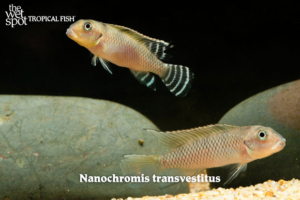 Nanochromis transvestitus