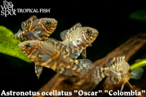 Astronotus ocellatus