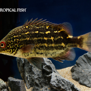 Hephaestus habbemai, the Mountain Grunter fish.