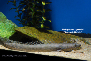Polypterus bichir “Lapradei”