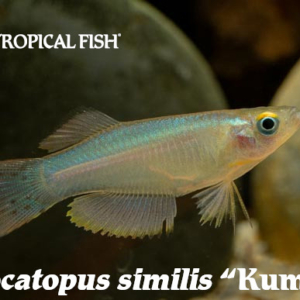 A photo of Procatopus similis "Kumba"