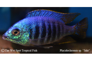 Placidochromis sp.