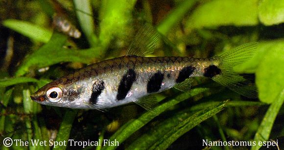 Nannostomus espei "Barred Pencilfish"