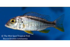 Buccochromis nototaenia