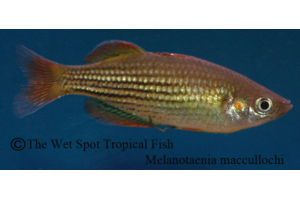 Melanotaenia maccullochi