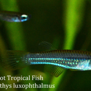 A photo of Poropanchax luxophthalmus