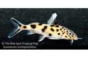 ALL OTHER CATFISH Archives | The Wet Spot Tropical Fish - The Wet 