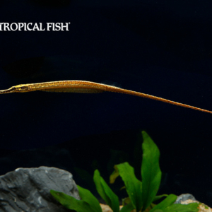 Female Doryichthys deokhatoides pipefish