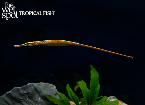 Female Doryichthys deokhatoides pipefish