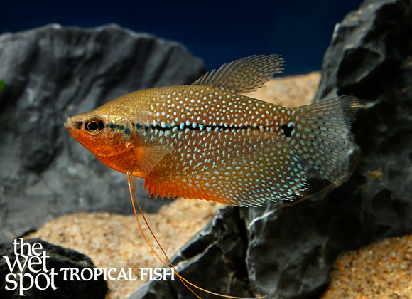 Trichopodus leerii - Tropical Freshwater Fish For Sale Online