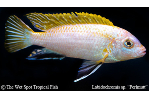 Labidochromis sp.