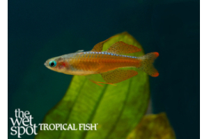 Freshwater Tropical Fish Store Inventory - Aquarium Fish - The Wet Spot  Tropical Fish