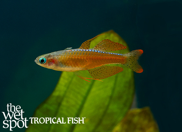 Pseudomugil Tropical Freshwater Fish For Sale Online - The Wet Spot