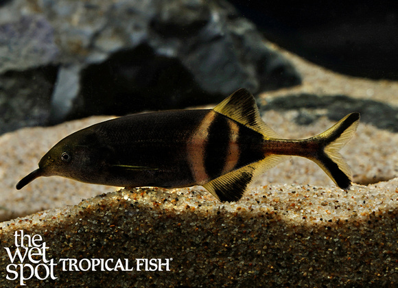 Gnathonemus petersii - Tropical Freshwater Fish For Sale Online