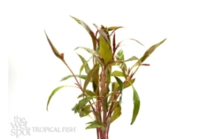 Alternanthera reineckii var. ‘Roseafolia’ Bare Root One Size