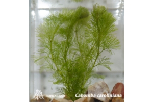 Cabomba caroliniana  “Green Fanwort” Bare Root Small