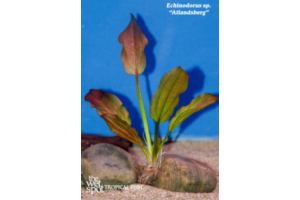 Echinodorus sp. ‘Altlandsburg’ – Medium Bare Root
