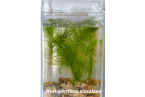Myriophyllum simulans “Filigree Milfoil” Bare Root Small