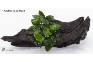 Anubias sp. On Wood – One Size