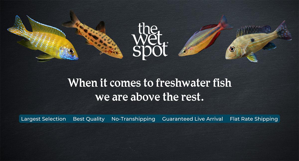 Freshwater Tropical Fish For Sale Online - The Wet Spot Tropical Fish - The  Wet Spot Tropical Fish