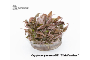 Cryptocoryne wendtii var. “Pink Panther” – ADA  Tissue Culture OS