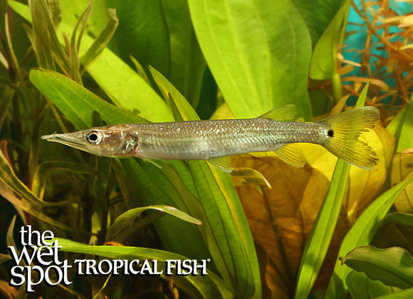 Ctenolucius hujeta - Tropical Freshwater Fish For Sale Online