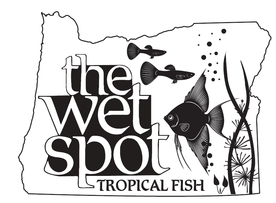 https://www.wetspottropicalfish.com/wp-content/uploads/2023/07/Placeholder.png
